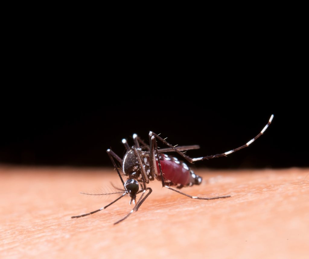 Mosquito Aedes Aegypti, transmissor da dengue