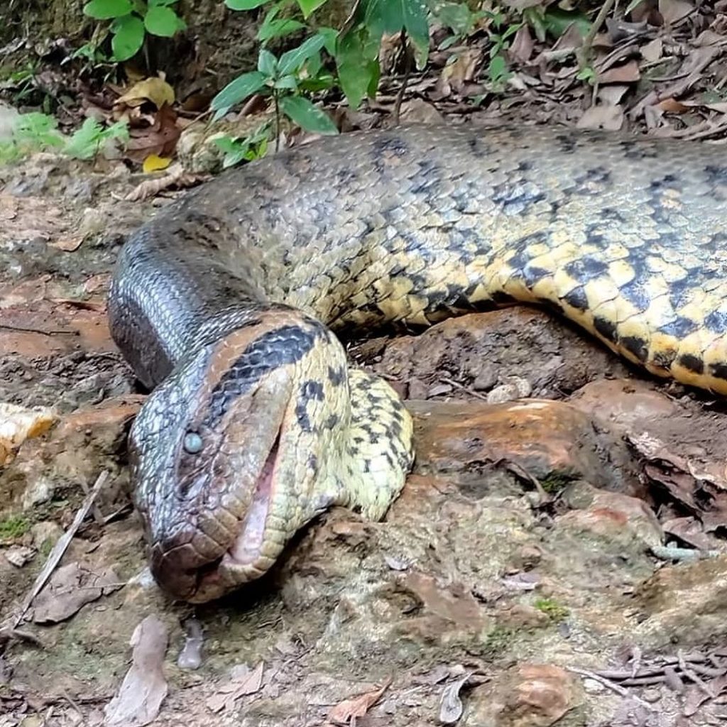 Sucuri Ana Júlia é encontrada morta