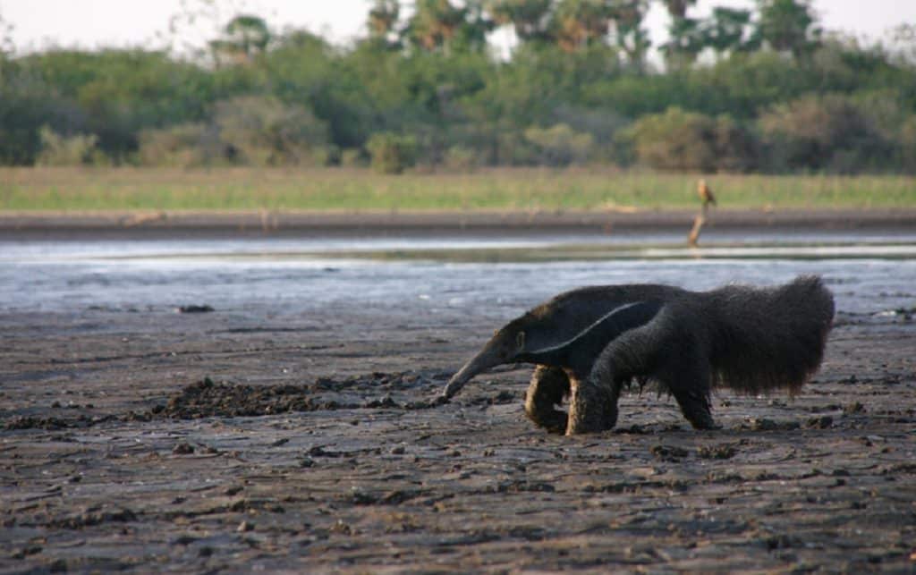 Seca no Pantanal