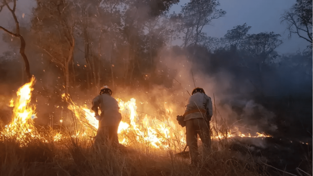 Fogo no Pantanal em 2024. 